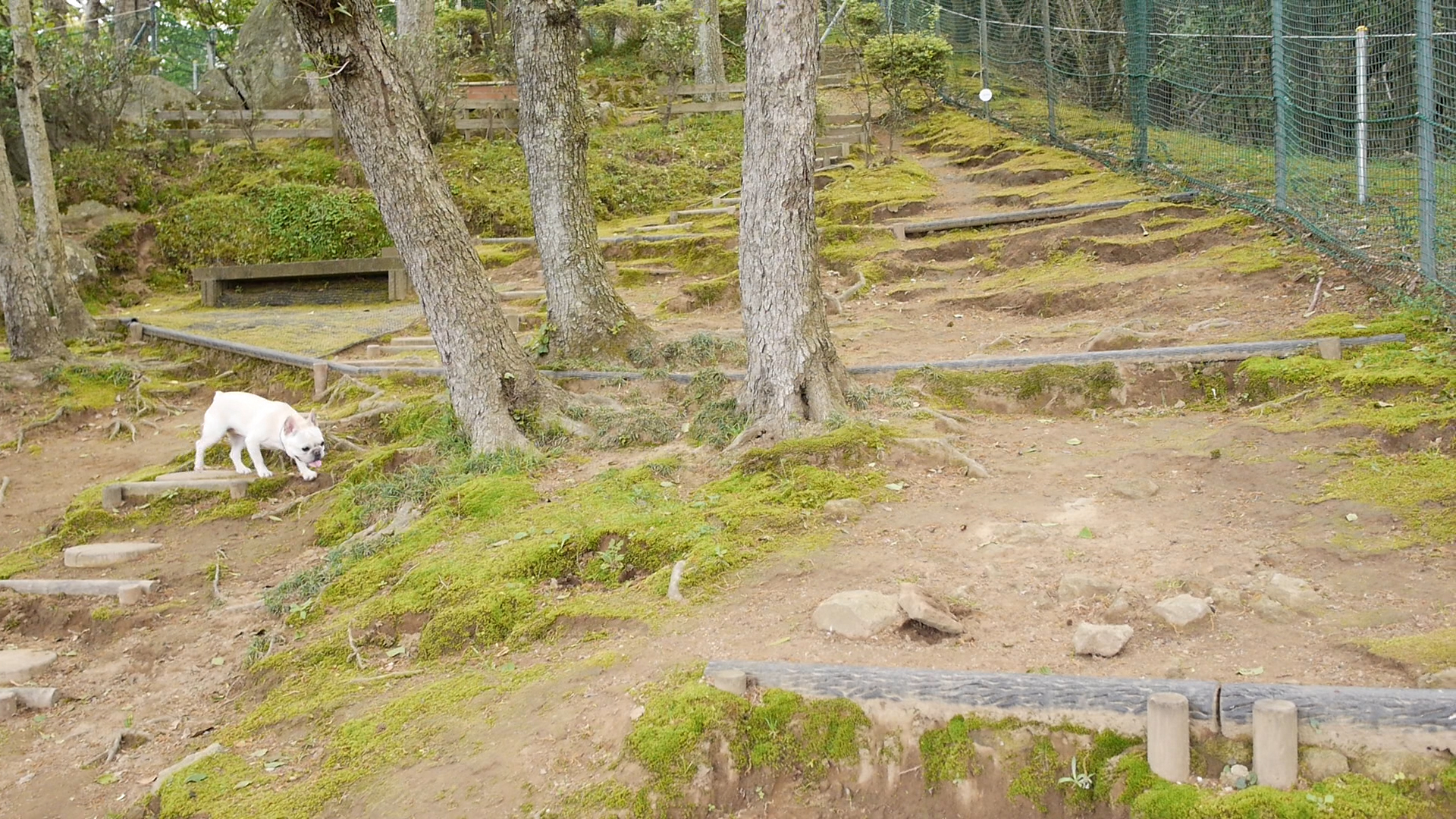 伊豆マウンテンドッグランは愛犬の野生の本能を目覚めさせた最高の場所 うめのみブログ