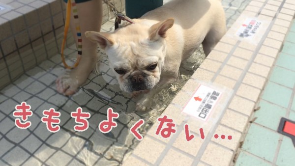 犬連れで遊ぶ伊豆旅行ペット可おすすめスポット ドッグラン 観光地編 ページ 2 うめのみブログ