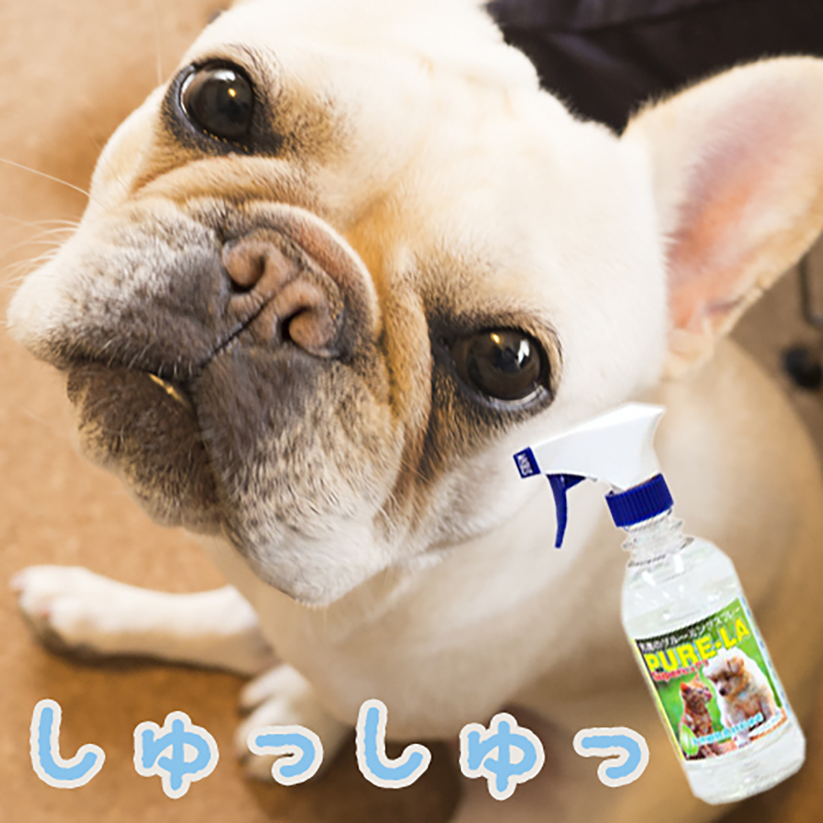 犬の涙やけ対策にスーパーピュアラでケアすると改善しました うめのみ 犬と暮らし