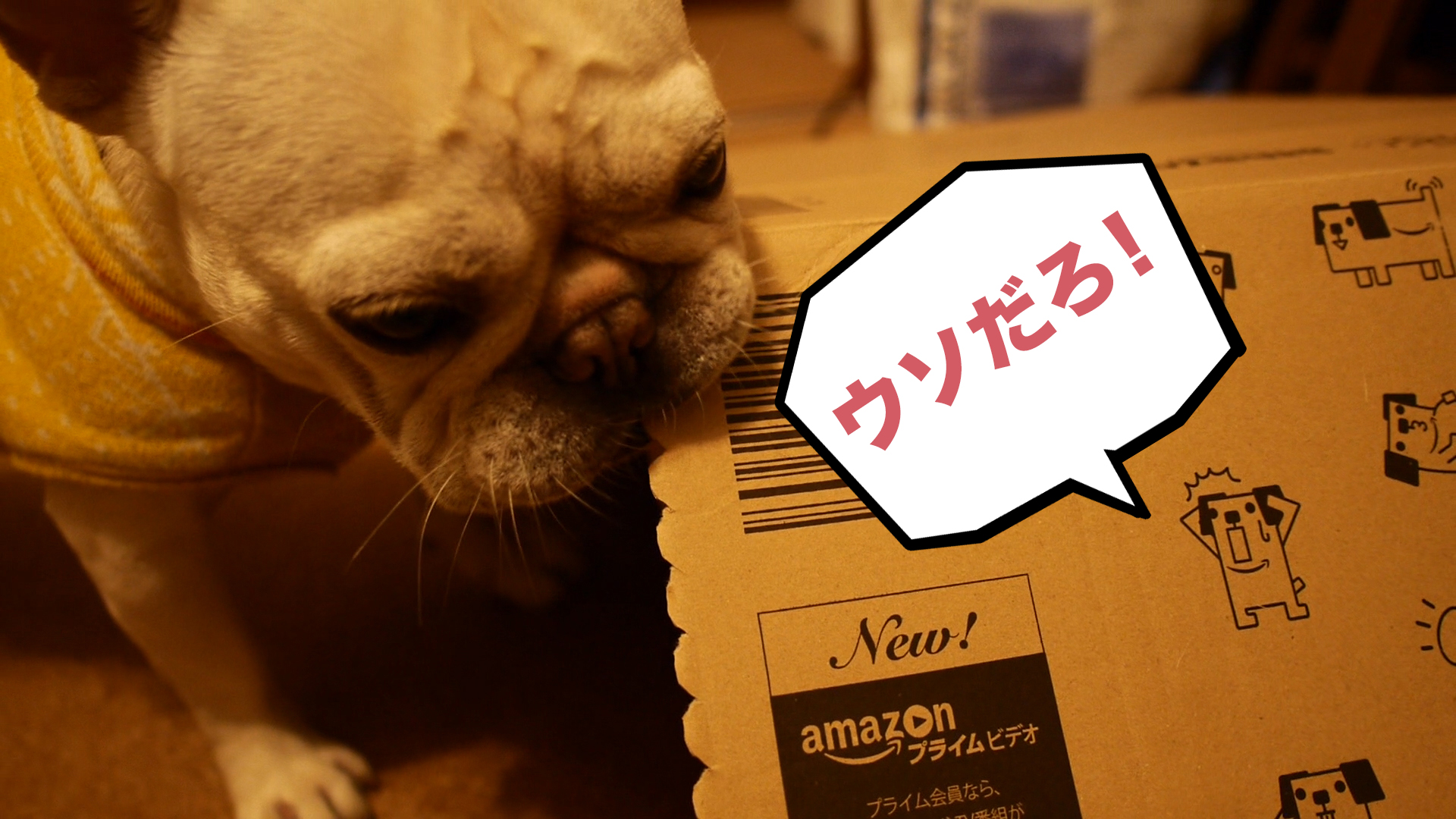 Amazonのラッキーレア箱 犬のポチ箱が届いたので愛犬に自慢した結果 うめのみ 犬と暮らし