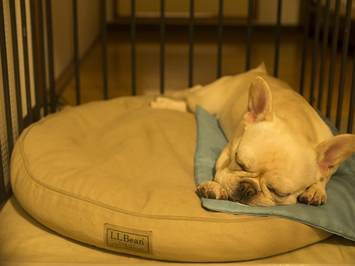 L.L.Bean犬ベッドひんやりマット