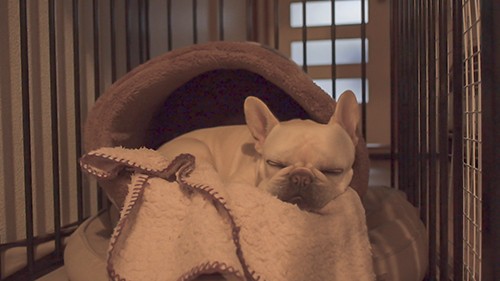 犬の冬の寝床をかまくらドーム型ベッドにした結果 うめのみブログ