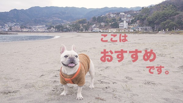 長浜海浜公園と犬
