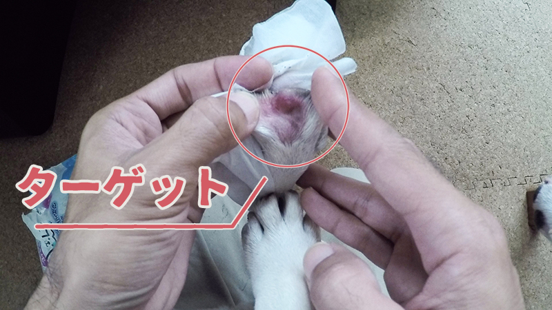 犬の指の間が腫れているのは指間炎 治すのは うめのみブログ