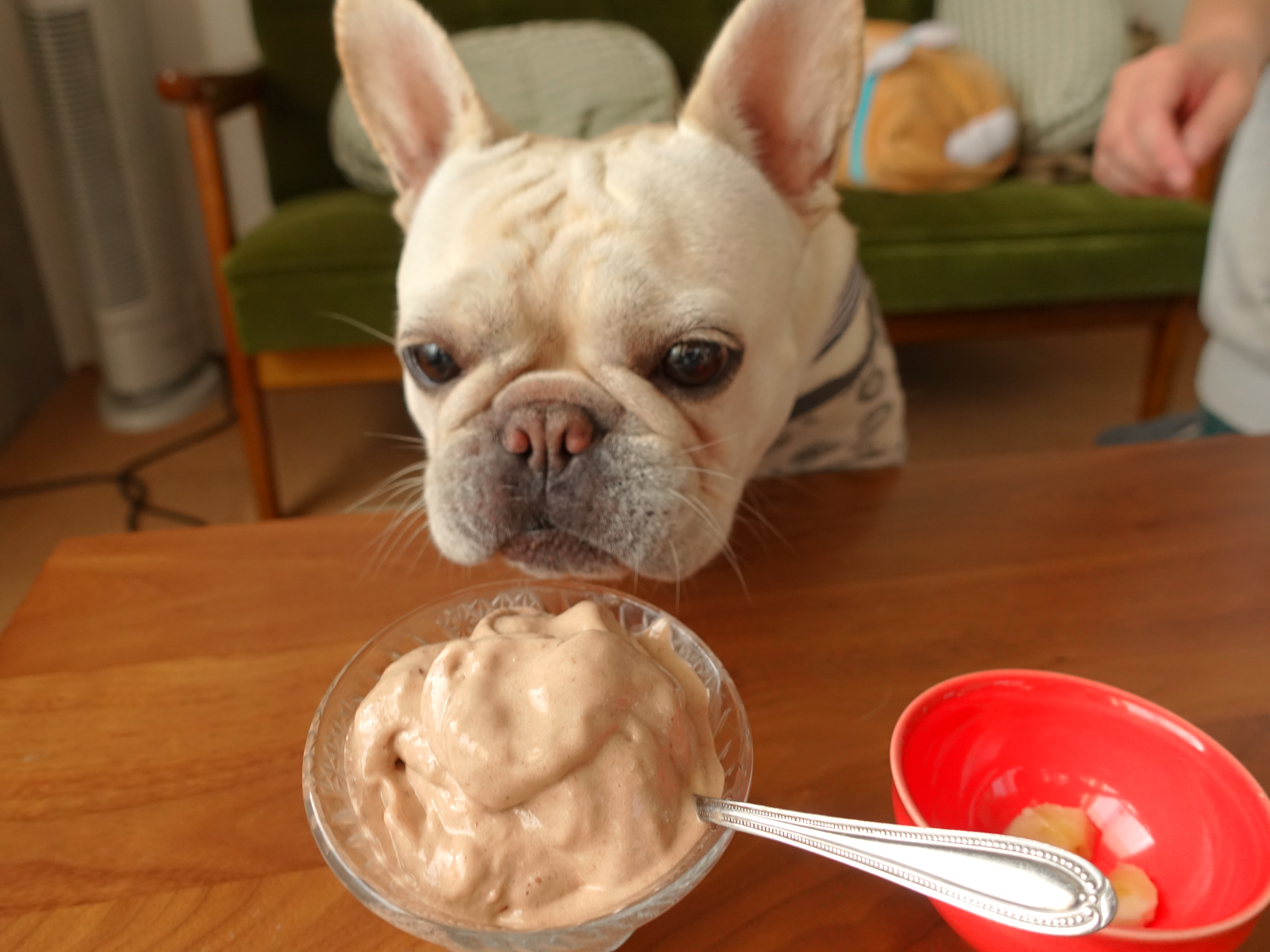犬でも食べられる手作りアイスクリームレシピ うめのみ版 うめのみブログ