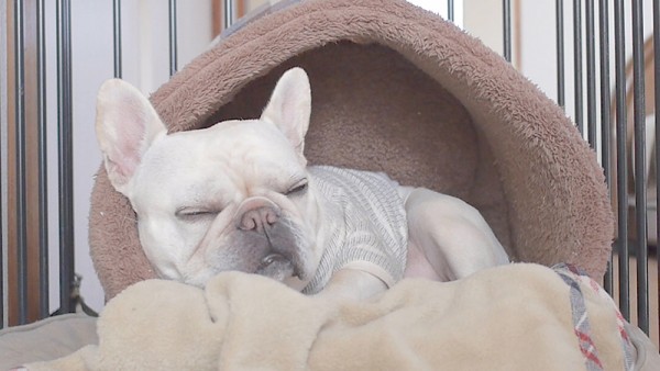 犬かまくらドーム型ベッドで寝る