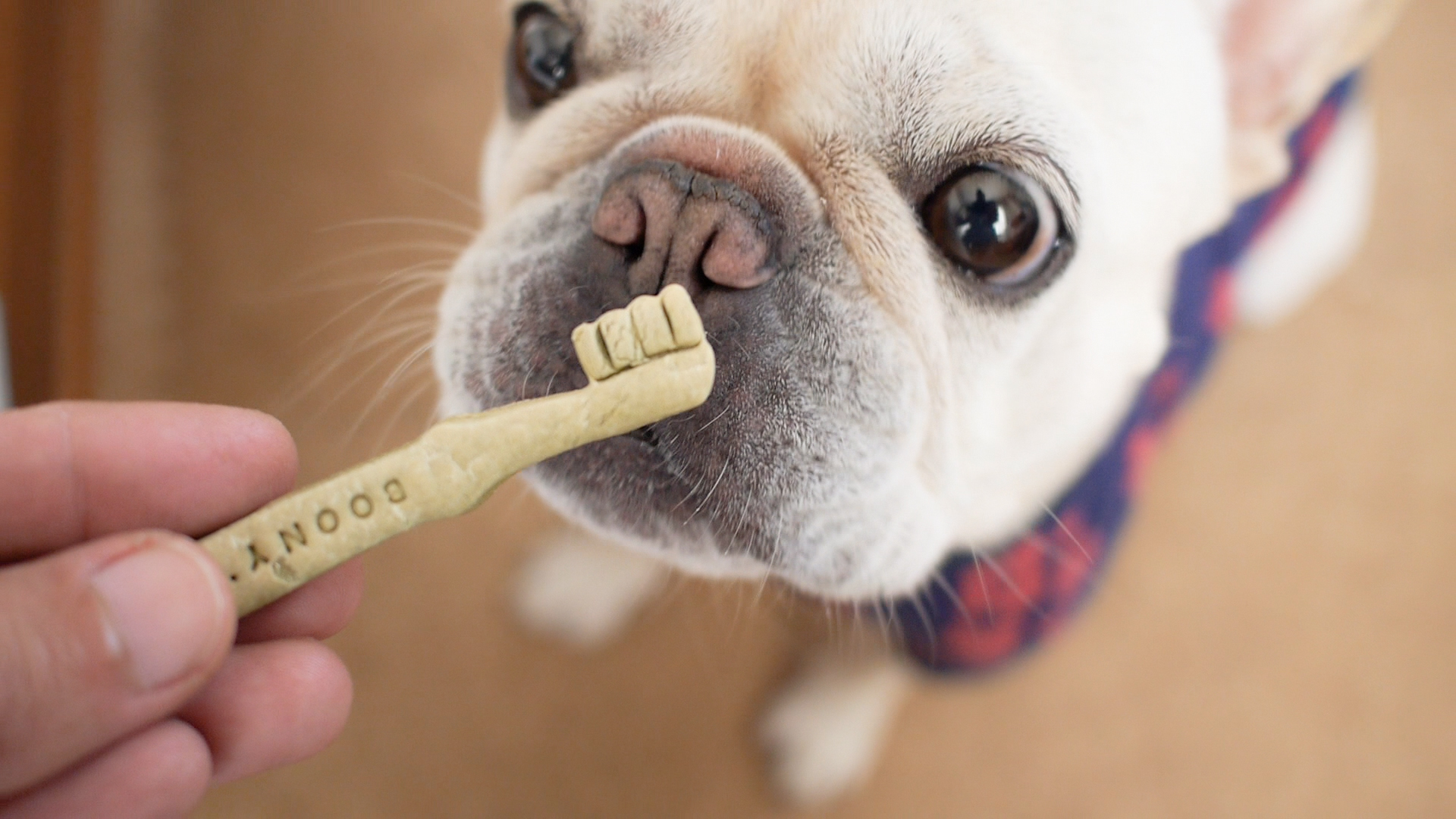 インスタで人気の犬のおやつboony Sクッキー初購入 うめのみブログ
