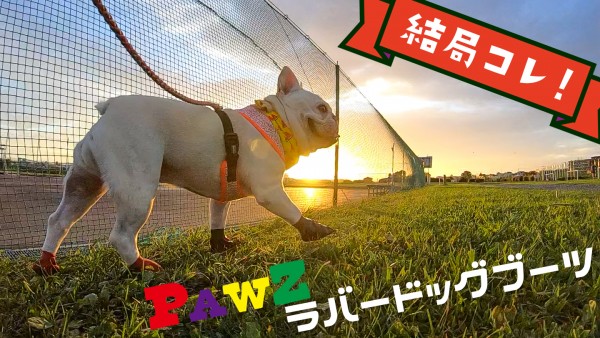 犬靴で便利なのは結局コレ ポウズpawzラバードッグブーツのレビューを口コミしまっす うめのみブログ