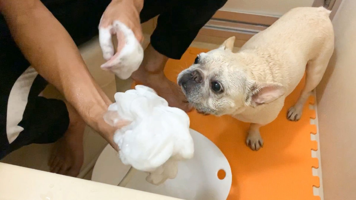 犬の石鹸シャンプーマヌカ・ウォッシュバー