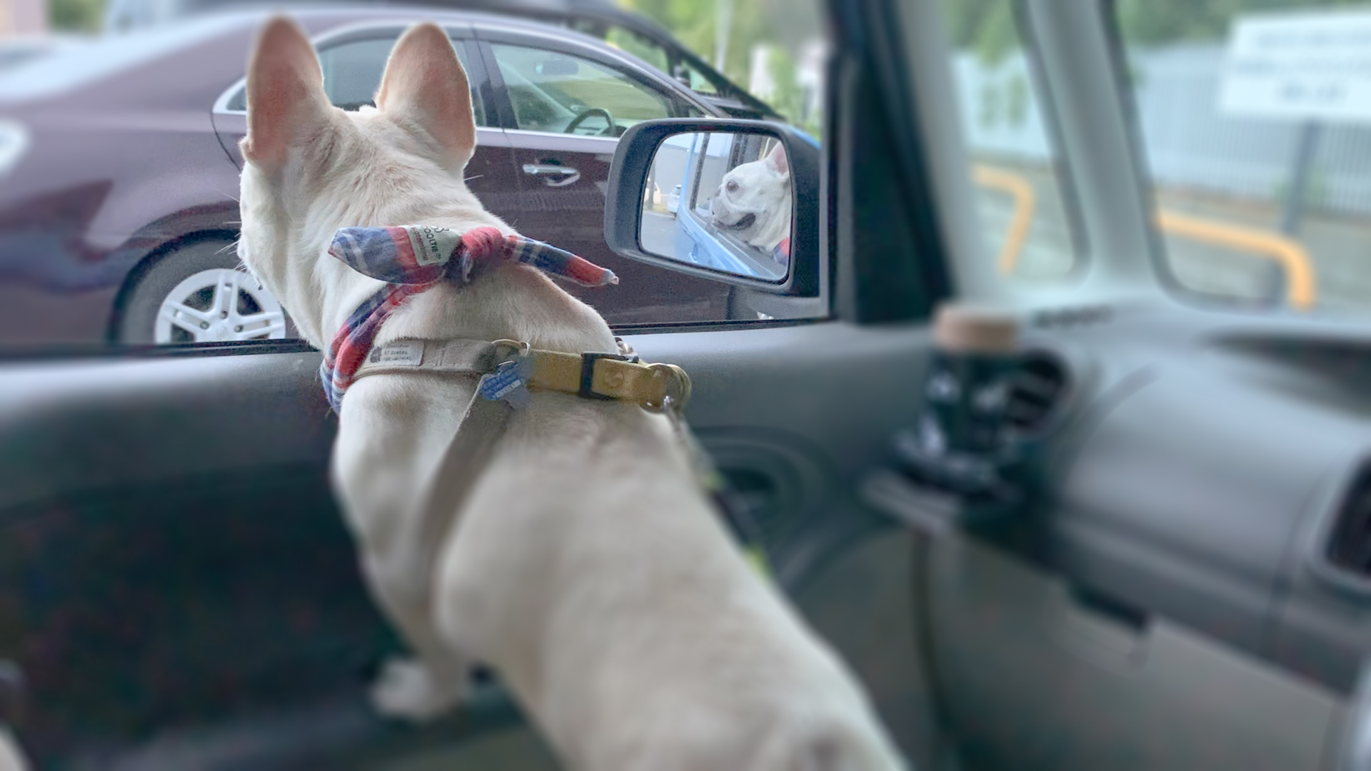 お母さんが待ち遠しい 分離不安気味な犬でも大丈夫だった車内での待ち方 うめのみブログ
