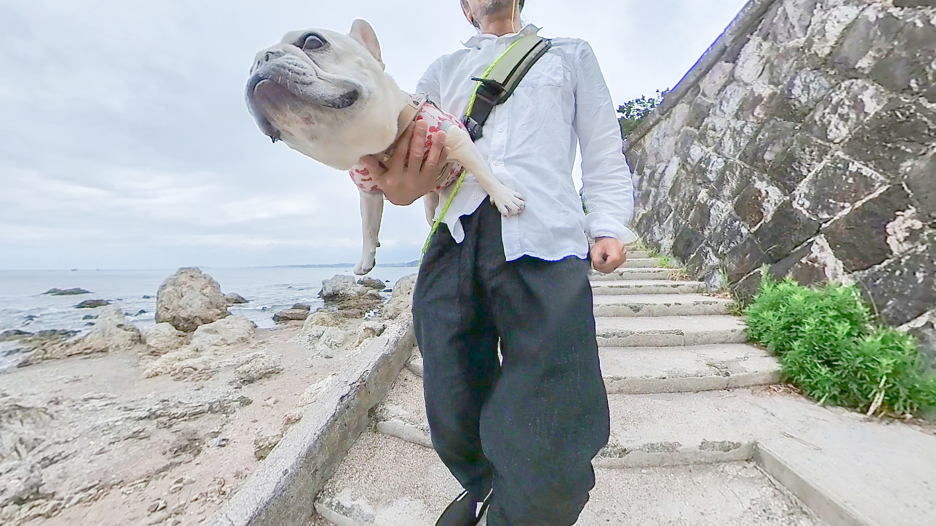 犬と散歩 葉山の森戸海岸もいいけど森戸神社の裏道もおすすめ うめのみブログ