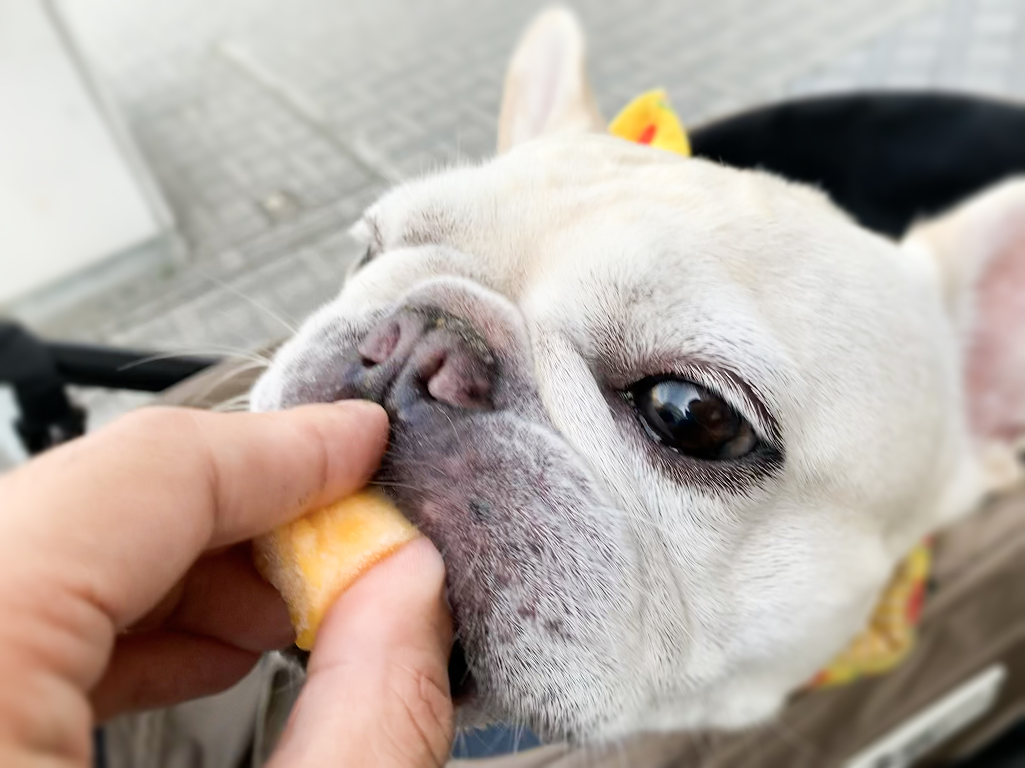 愛犬が熱中症になる前にコンビニに駆け込んで買ったもの うめのみブログ