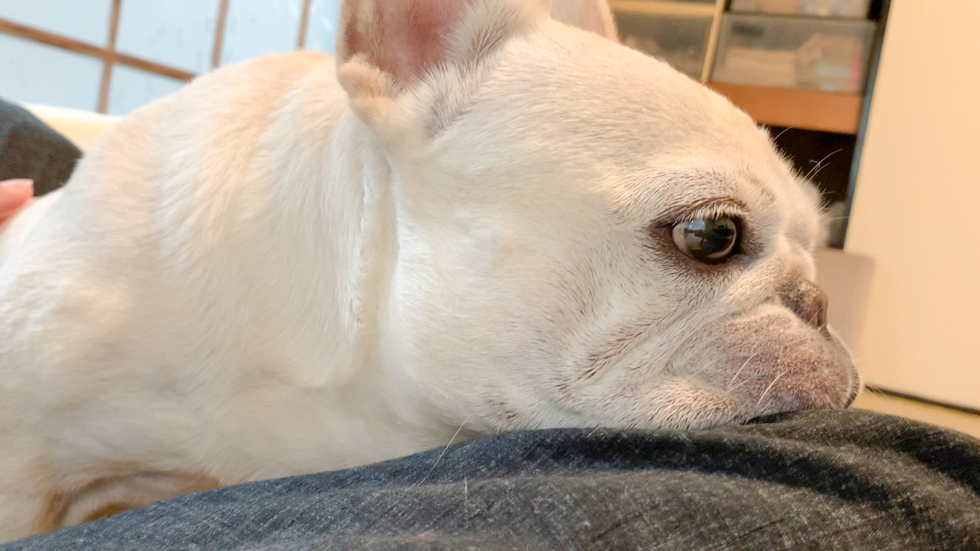 犬が拗ねてる仕草が可愛すぎて 雨 うめのみ 犬と暮らし