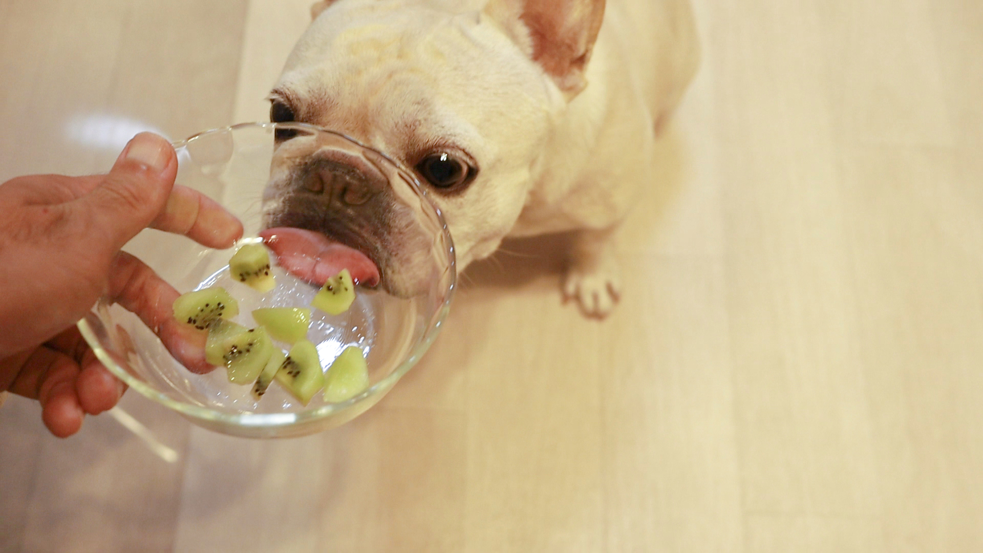 キウイは飲み物です うめのみ 犬と暮らし