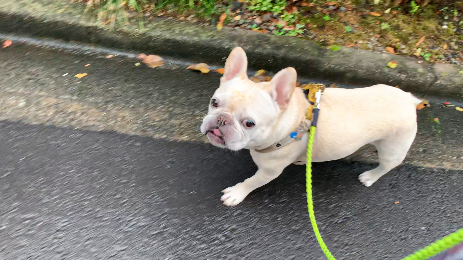 わがまま 楽しいお散歩しかしたくない犬の心理 うめのみ 犬と暮らし