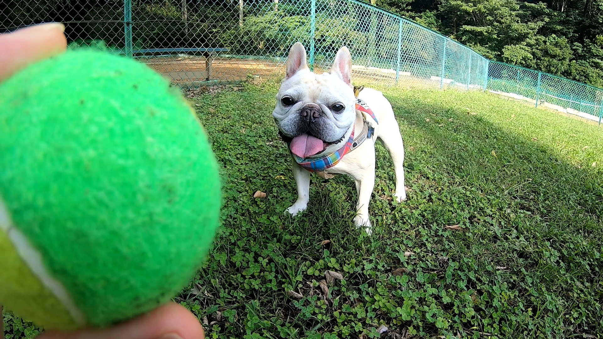フレンチブルドッグのドッグラン利用は大型犬 小型犬 うめのみブログ