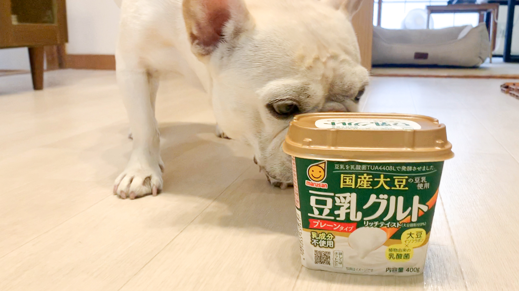 はじめてヨーグルトを食べた犬の反応 うめのみブログ