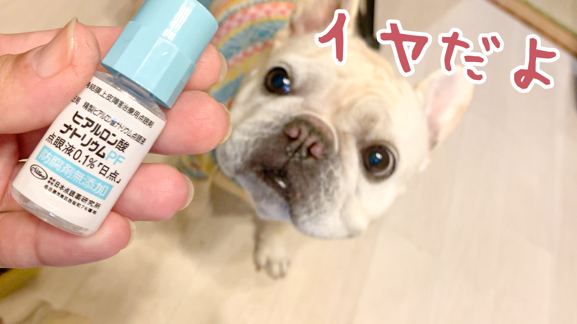 犬の目薬のさし方 犬が嫌がる２つの理由と解決方法 うめのみブログ