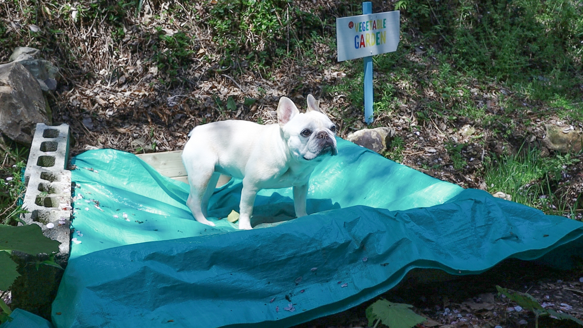初心者の家庭菜園 コンポストの堆肥と雑草を生やす 草マルチ の土作り1ヶ月まとめ 自然農 うめのみ 犬と暮らし