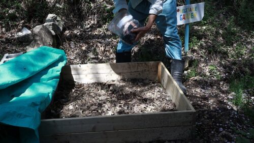 初心者の家庭菜園 コンポストの堆肥と雑草を生やす 草マルチ の土作り1ヶ月まとめ 自然農 うめのみ 犬と暮らし