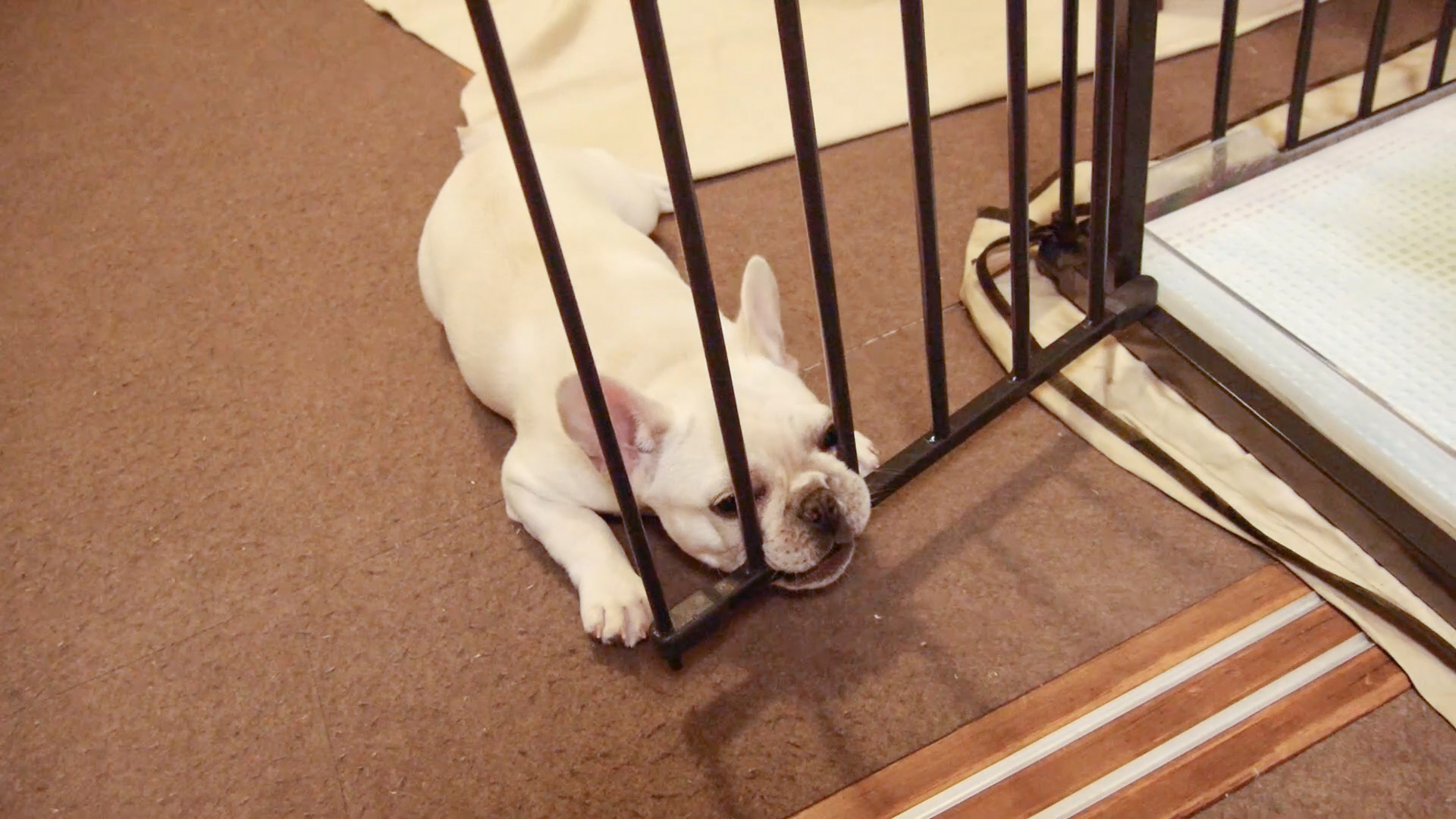 フレンチブルドッグ飼いやすい 飼いにくい 8年暮らして分かったフレブル飼い方のコツお伝えします うめのみ 犬と暮らし