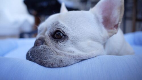 フレンチブルドッグ飼いやすい 飼いにくい 8年暮らして分かったフレブル飼い方のコツお伝えします うめのみ 犬と暮らし