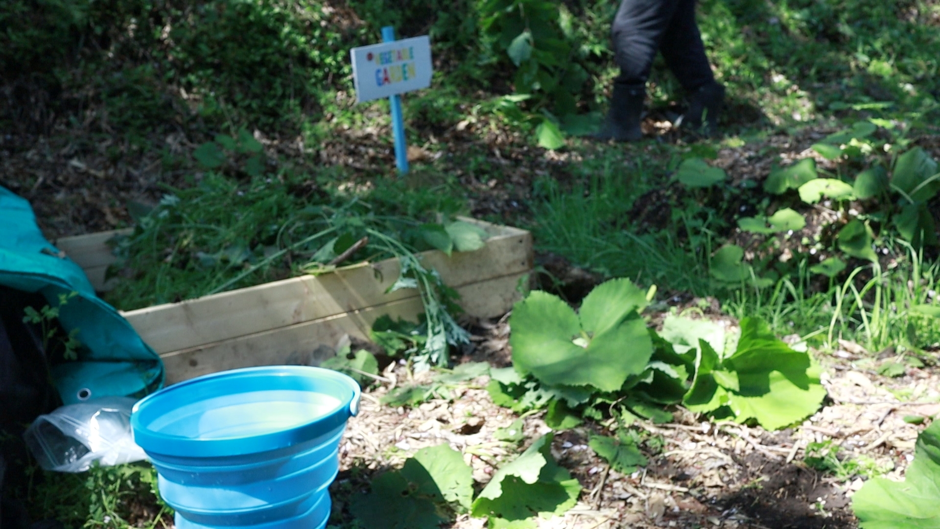 コンパニオンプランツ 家庭菜園の小さな畑でも相性の良い野菜を組み合わせると色々育てられるらしいので うめのみ 犬と暮らし