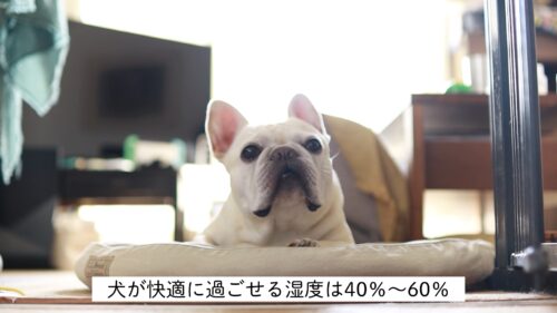 熱中症にさせない 鼻ぺちゃ犬の夏の暑さ対策10選 うめのみ 犬と暮らし